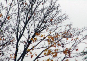 Abstract Autumn Branches 1